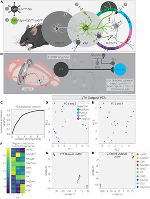 Uncovering the Connectivity Logic of the Ventral Tegmental Area